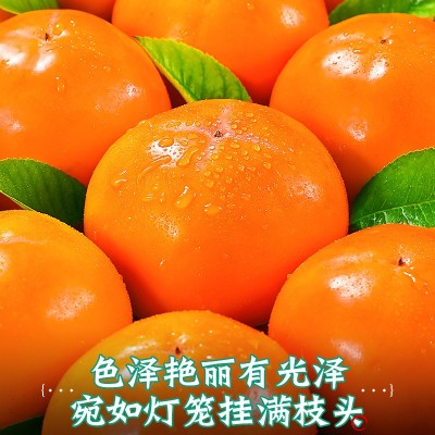 巧克力脆柿子新鲜水果当季黄甜硬柿子无核糖心柿子一件代发图4