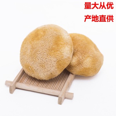 古田猴头菇食用菌产地批发猴头菇散装500g 2件