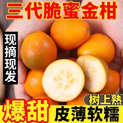 正宗第三代脆蜜金桔特大果新鲜水果整箱图2