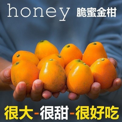 正宗第三代脆蜜金桔特大果新鲜水果整箱