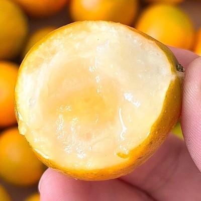 正宗第三代脆蜜金桔特大果新鲜水果整箱图4