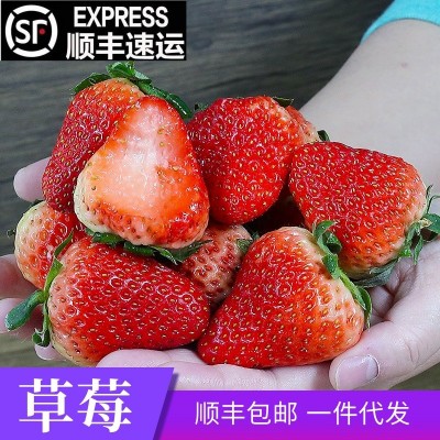顺丰包邮草莓鲜果大凉山奶油红颜草莓新鲜水果99新鲜草莓一件代发图3
