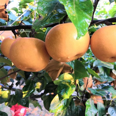 秋月梨礼盒一件代发南水梨高大上礼盒 水果礼盒蜜梨莱阳秋月梨图2