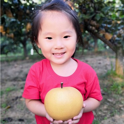 秋月梨礼盒一件代发南水梨高大上礼盒 水果礼盒蜜梨莱阳秋月梨图3