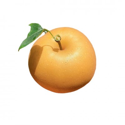 秋月梨礼盒一件代发南水梨高大上礼盒 水果礼盒蜜梨莱阳秋月梨图5