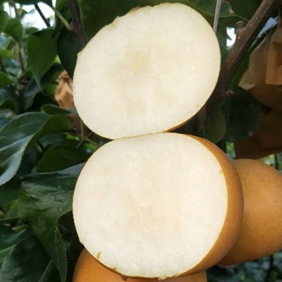 秋月梨礼盒一件代发南水梨高大上礼盒 水果礼盒蜜梨莱阳秋月梨图4