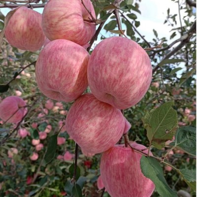 正宗烟台红富士苹果条纹片红3斤5斤9斤包邮栖霞烟台红富士礼盒图3