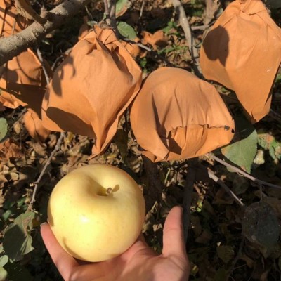 2025年栖霞黄金奶油苹果脆甜多汁一件代发烟台奶油富士礼盒苹果图3