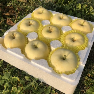 2025年栖霞黄金奶油苹果脆甜多汁一件代发烟台奶油富士礼盒苹果图4