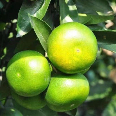 宜昌蜜桔无籽青皮蜜橘鲜酸甜薄皮源头产地直发批发供货源头直发图3