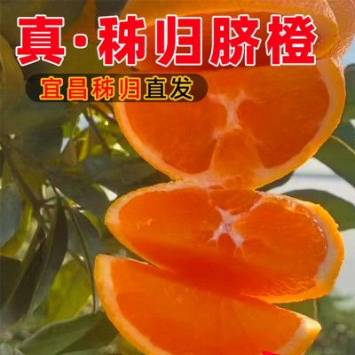 纽荷尔脐橙3/5/9斤装榨汁新鲜水果秭归脐橙橙子产地直供图2