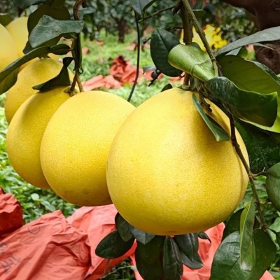 红心柚子三红蜜柚新鲜现摘孕妇水果福建琯溪蜜釉当季老树柚散装柚