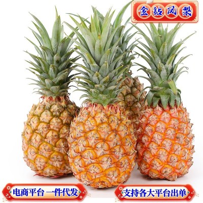 一件代发海南金钻凤梨非菠萝供应电商各大平台支持全平台出单号图2