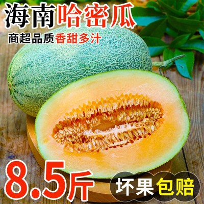 海南哈密瓜西州蜜新鲜水果基地直发现货整箱批发量大脆甜多汁当季图3
