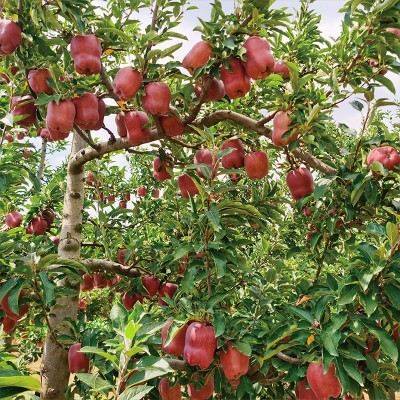 甘肃天水花牛苹果新鲜应当季水果宝宝辅食蛇果香甜粉整箱10斤包邮图3