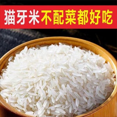 正宗猫牙米长寿乡农家丝苗米长粒香米煲仔饭专用米2025年新米籼米图3