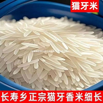 正宗猫牙米长寿乡农家丝苗米长粒香米煲仔饭专用米2025年新米籼米