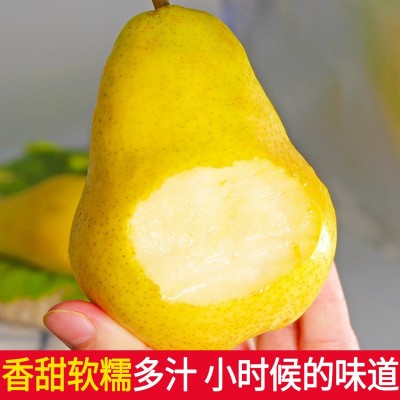 太婆梨10斤新鲜水果当季整箱包邮香蕉梨东北茄梨大头梨子时令包邮图5