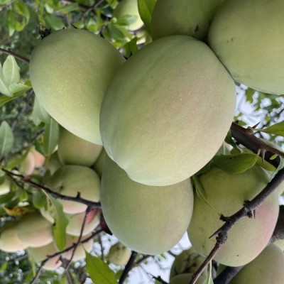 云南酸木瓜包邮新鲜大理产水果孕妇野生泡酒红花青黄青木瓜生吃图5