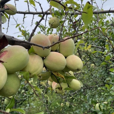 云南酸木瓜包邮新鲜大理产水果孕妇野生泡酒红花青黄青木瓜生吃图4