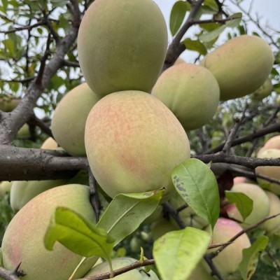 云南酸木瓜包邮新鲜大理产水果孕妇野生泡酒红花青黄青木瓜生吃图3