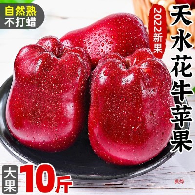 甘肃天水花牛苹果10斤当季新鲜水果糖心红蛇粉面苹果丑果整箱包邮图2
