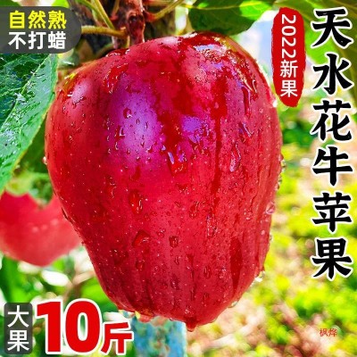甘肃天水花牛苹果10斤当季新鲜水果糖心红蛇粉面苹果丑果整箱包邮图4