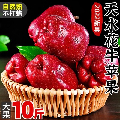 甘肃天水花牛苹果10斤当季新鲜水果糖心红蛇粉面苹果丑果整箱包邮图5