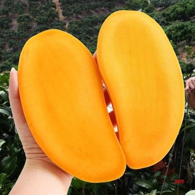 海南金煌芒水仙芒果10斤装整箱热带水果新鲜大芒果甜心芒金黄图2