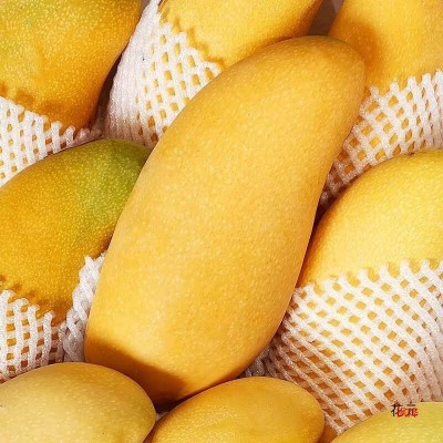 海南金煌芒水仙芒果10斤装整箱热带水果新鲜大芒果甜心芒金黄图3