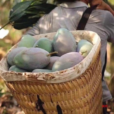 四川攀枝花凯芒果10斤新鲜应季水果大青忙果整箱批发顺丰包邮图3