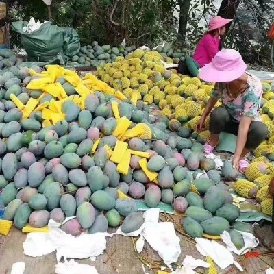 四川攀枝花凯芒果10斤新鲜应季水果大青忙果整箱批发顺丰包邮图5