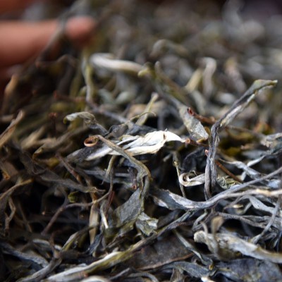 2023年赛冰岛 普洱生茶散茶云南古树普洱茶生茶花香浓郁鲜爽生普 1斤图3