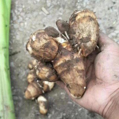 芋头农家新鲜小毛芋头图3