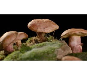 没有吃菌子中毒的云南人不算云南人？安全吃菌手册了解一下