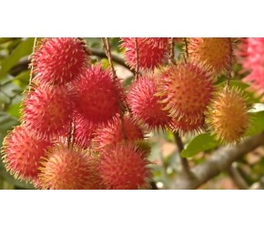 红毛丹的一生｜现代农业种植和收获毛荔枝