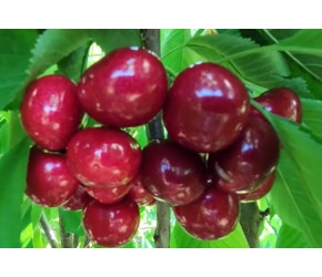 大樱桃卡门树形，看看现代农业种植技术培育的樱桃