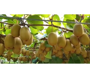 猕猴桃的一生｜现代农业种植和收获奇异果