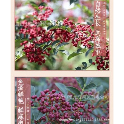 正宗四川雅安汉源特产汉源红花椒500克特麻特香家用商用调料贡椒图5