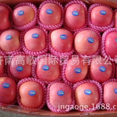 常年供应出口保鲜苹果 apple 欢迎大量选购 价格美丽