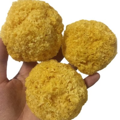 古田丑耳银耳密度小挑选6-8公分银耳丑耳500g干货食用菌 厂家批发